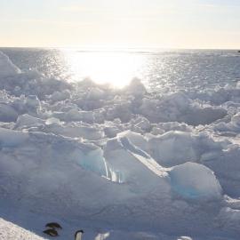 Napping Adelies on Franklin Island