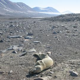 Looking down the Taylor Valley from Canada glacier to Lake Fryxell and the Commonwealth Glacier, mumified seal in foreground