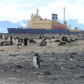 Tourist ship and Adelie penguins