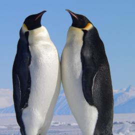 Emperor Penguins at the McMurdo Sound sea ice edge