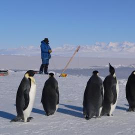 Lowering the spectroradiometer through the sea ice near the McMurdo Sound sea ice edge watched by Emperor penguins