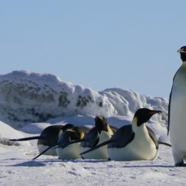 Group of emperor penguins at Cape Bird