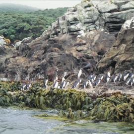 Snares Crested Penguins