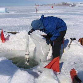 Retrieving the fixed plankton net