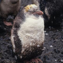 Royal Penguin Chick