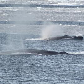 A rare sighting of a pair of blue whales passing close by Tangaroa (half a mile away) in the northern Ross Sea