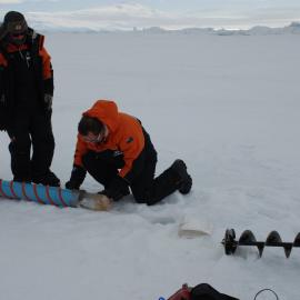 Removing an ice core from a sipre auger