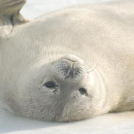 Seal pup