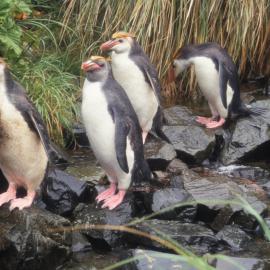 Royal Penguins, Macquarie Island