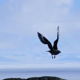 A skua lands near its nest at Cape Royds, January 2009