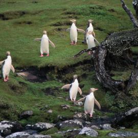 Yellow Eyed Penguins, Enderby Island