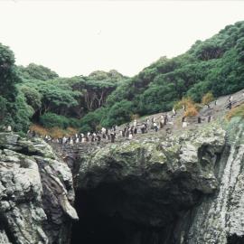 Snares Crested Penguins 