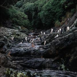Snares Crested Penguins