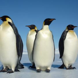 Emperor penguins, offshore Cape Roberts 2010