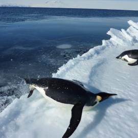 Emperor penguin leaping onto sea ice. Offshore Cape Roberts, 2010