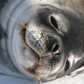 Close up of a Weddell seal