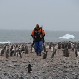 Scientist in amongst Adelie penguins at Cape Bird