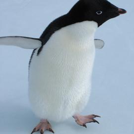 Adelie Penguin