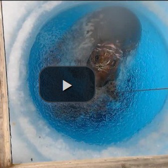 Seal coming up through a dive hole 