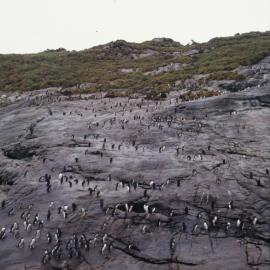 Penguin Slope, Snares Island