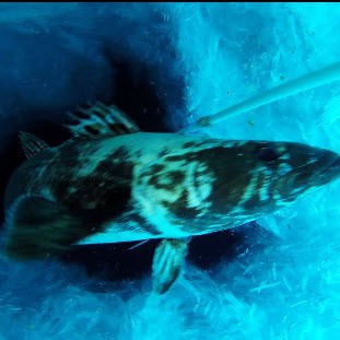 K070 - Whales, seals and penguins: Defining functional roles and trophic dependencies of key top predators in the Ross Sea