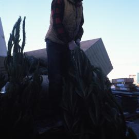Richard Balm Unloads Christmas Trees