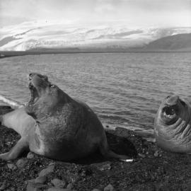 Elephant seals at Heard Island