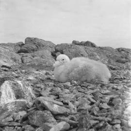 Petrel Chick (Skua?)