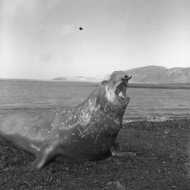Elephant seal at Heard Island