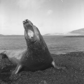 Elephant seal at Heard Island