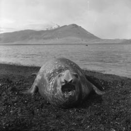 Elephant seal at Heard 