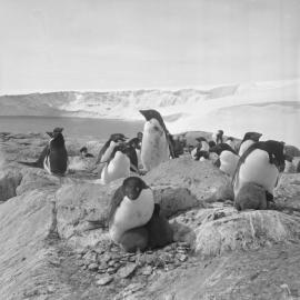 Adelie Penguin Rookery at Lewis Island
