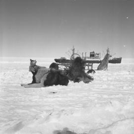 Russian dog team- 'Lena' at Haswell Island