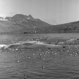 Whaling at South Georgia