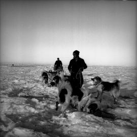 Dogs being harnessed upon arrival in McMurdo Sound