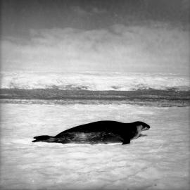 Crabeater seal in the Ross Sea