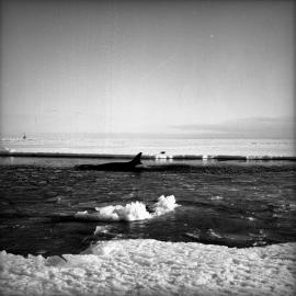 Killer Whale in melt pool