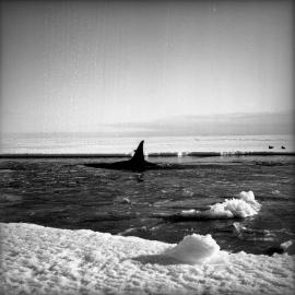 Killer Whale in melt pool