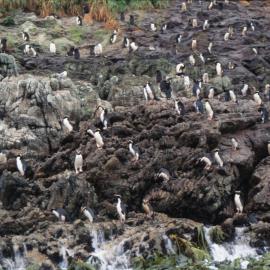 Snares Crested Penguins