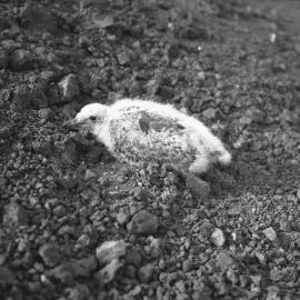 Skua Chick at Pram point