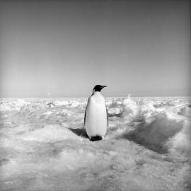 Emperor Penguin