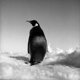 Emperor Penguin
