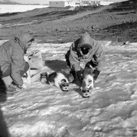 Pups with tins of dog food