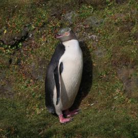 Yellow-eyed Penguin