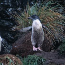 Grubby Penguin