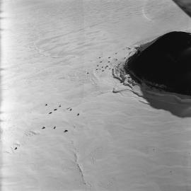 Seals at turtle Rock 