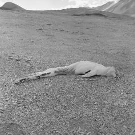 Dehydrated dead crabeater seal 
