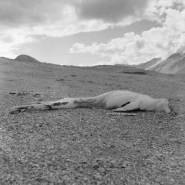 Dehydrated dead crabeater seal 