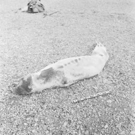 Dehydrated dead crabeater seal 