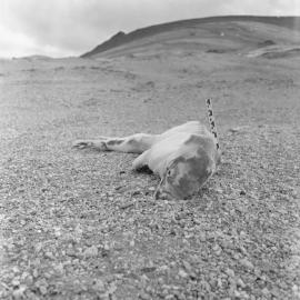 Dehydrated dead crabeater seal 